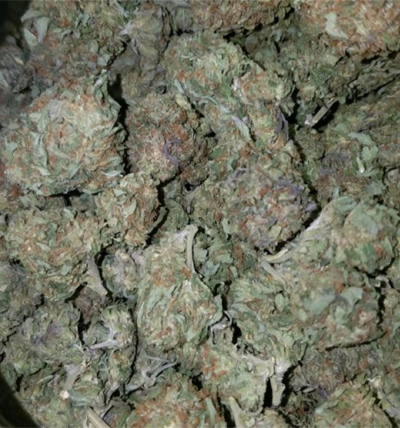 Banana Kush Strain