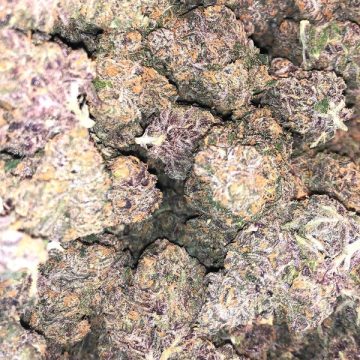 Purchasing Purple Kush Cannabis Strain Online In Bochum North Rhine-Westphalia Germany