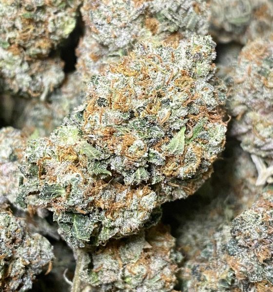 Gorilla Glue Strain - Image 2