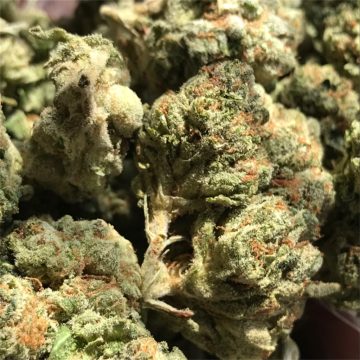 Purchasing Blue Cheese Cannabis Strain Online In Essen North Rhine-Westphalia Germany