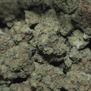 Purchasing Sour Diesel Cannabis Strain Online In Münster North Rhine-Westphalia Germany
