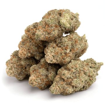 Purchasing GMO Cookies cannabis strain online in Leipzig Saxony Germany