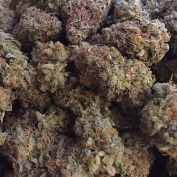 Kaufen Sie die Cannabissorte Mendo Breath online in Stuttgart Baden-Württemberg Deutschland